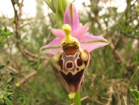 Ophrys apulica & O.  parvimaculata